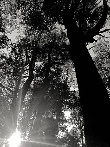 luz del sol - mobilestock argentina bariloche nature fotografías e imágenes de stock