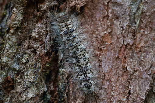 Close up macro photograph of a gypsy moth caterpillar in Australia