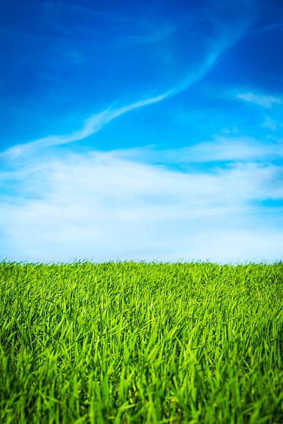 istock Idyllic landscape in Tuscany 174927001