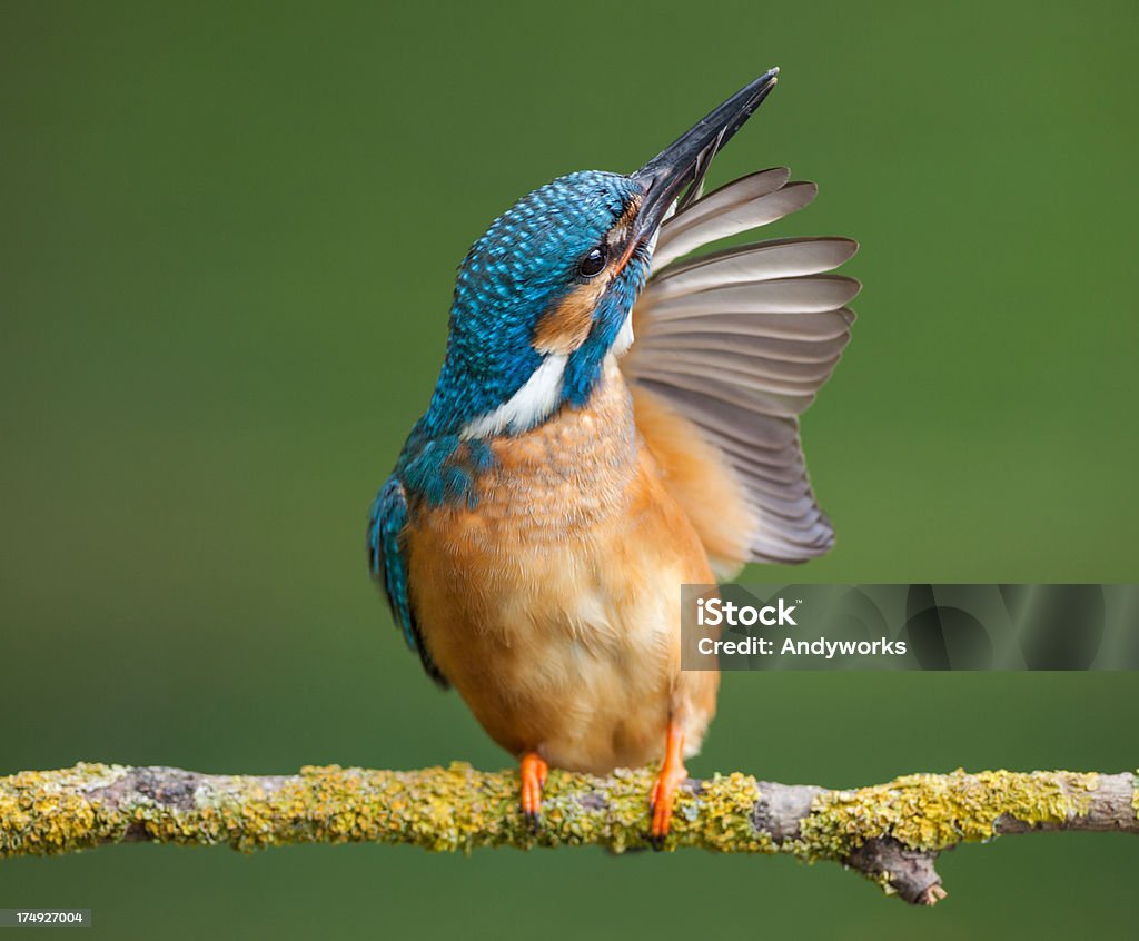 Common KIngfisher - Lizenzfrei Ast - Pflanzenbestandteil Stock-Foto