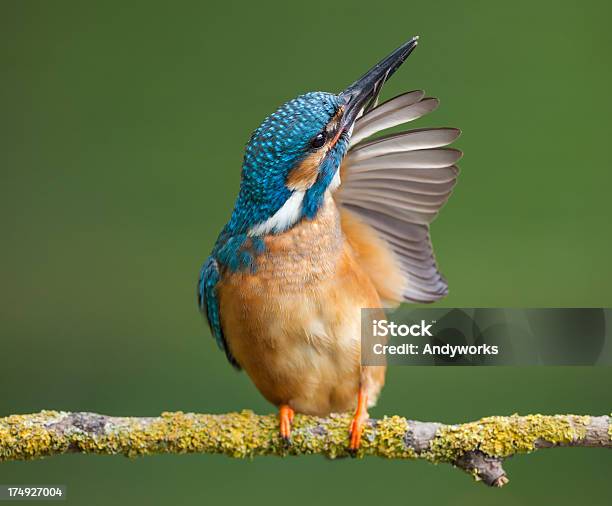 Common Kingfisher Stockfoto und mehr Bilder von Ast - Pflanzenbestandteil - Ast - Pflanzenbestandteil, Bildschärfe, Einzelnes Tier