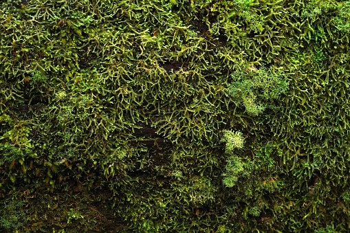 Background of green moss on a log