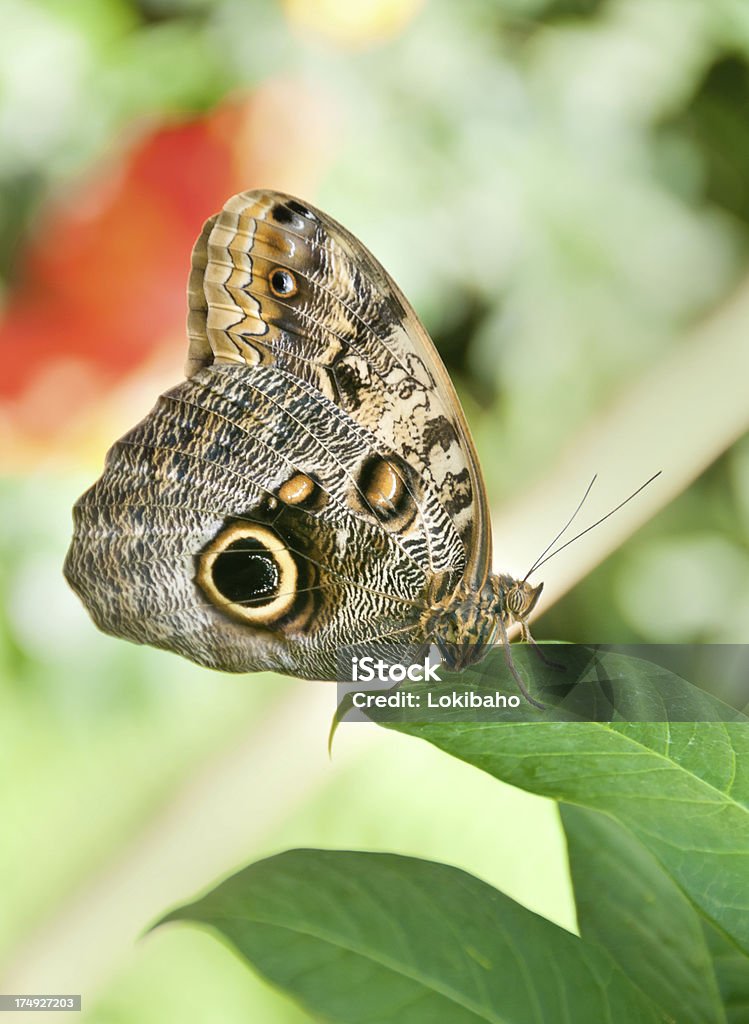 Mariposa - Royalty-free Animal Foto de stock