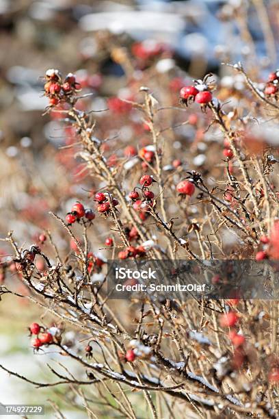 Rosa Vermelha Anca - Fotografias de stock e mais imagens de Apodrecer - Apodrecer, Círculo, Fotografia - Imagem