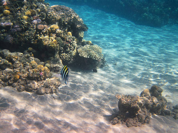 ビーチの珊瑚礁 - red sea taba sand reef ストックフォトと画像