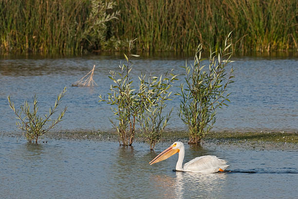 istock White Pelican Swimming 174927300