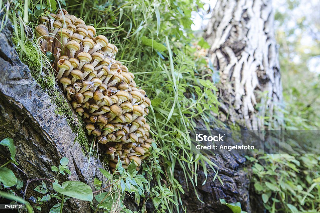 버섯 (Armillaria Mellea) 베스키드 (Beskid) 산의 가을 숲 - 로열티 프리 0명 스톡 사진