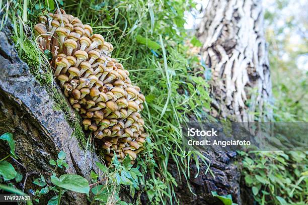 버섯 산의 가을 숲 0명에 대한 스톡 사진 및 기타 이미지 - 0명, Honey Fungus, 가을