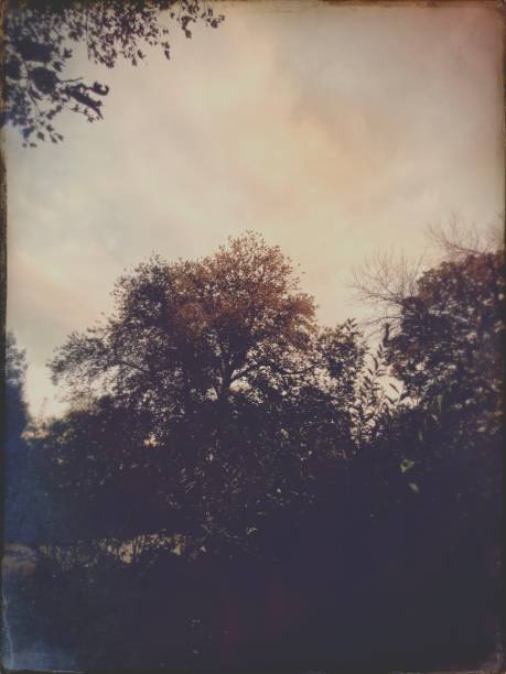 istock Vintage Style Tree Tops and Sky 1749275986