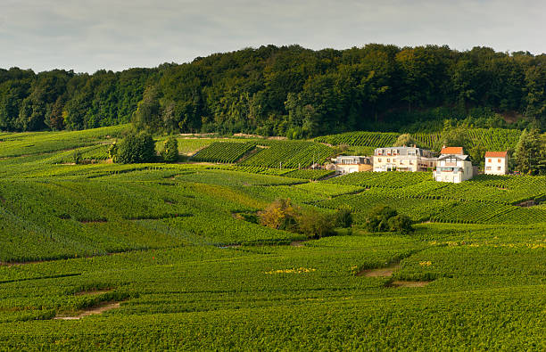 istock Champagne vineyards in Cramant 174927620