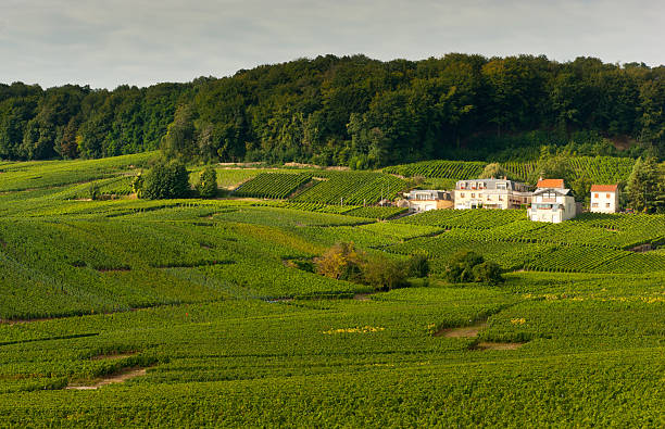 Champagne vineyards in Cramant Late summer vineyards of a Premiere Cru area of France showing the lines of vines in the background and diagonal vines in the foreground.The village of Cramant is in the background. cramant stock pictures, royalty-free photos & images
