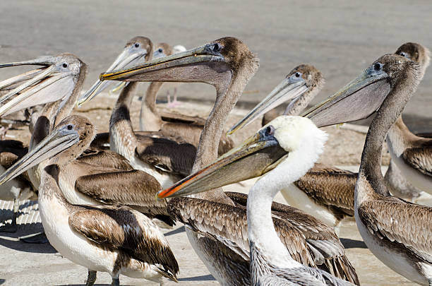 istock brown pelicans Pelecanus occidentalis 174927746