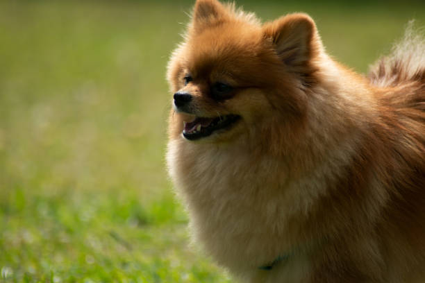 istock A dog running in the grass 1749278363