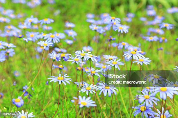 Flores Azul Foto de stock y más banco de imágenes de Aire libre - Aire libre, Azul, Belleza de la naturaleza