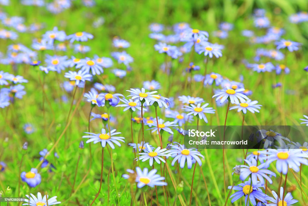 Flores azul - Royalty-free Alto-Contraste Foto de stock