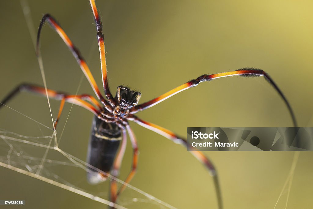 Palm Spider - Zbiór zdjęć royalty-free (Bez ludzi)