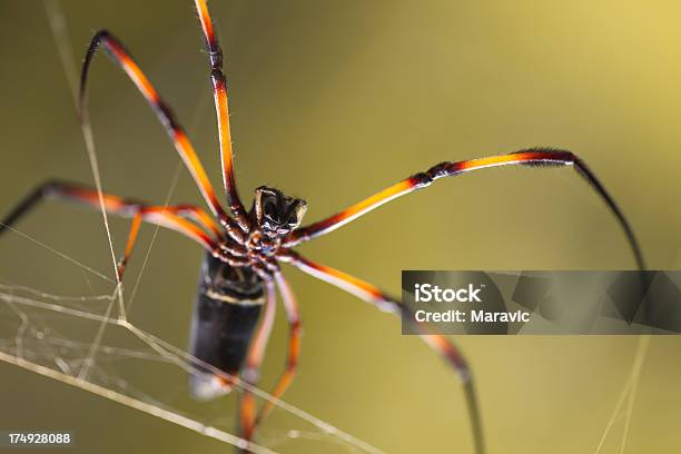 Palm Spider - zdjęcia stockowe i więcej obrazów Bez ludzi - Bez ludzi, Bliskie zbliżenie, Dzikie zwierzęta