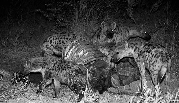 Hyena's Scavenging at Night stock photo