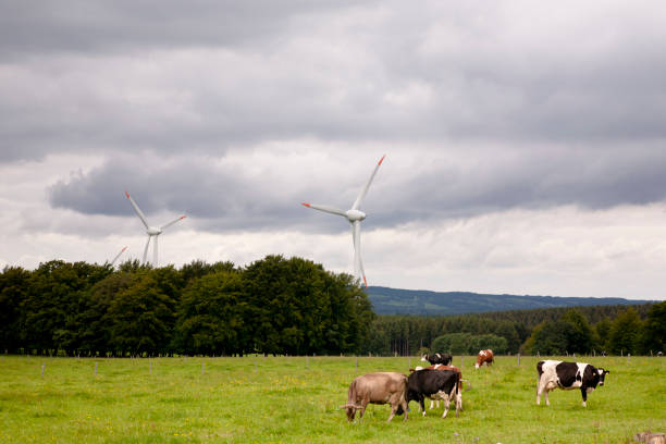Turbinas eólicas y holandés vacas - foto de stock