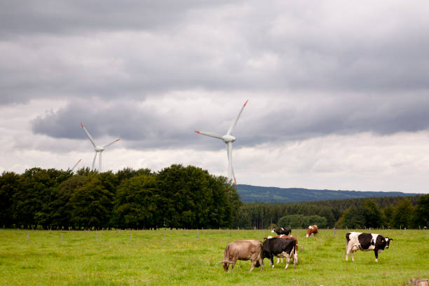 wind turbines and Dutch cows stock photo