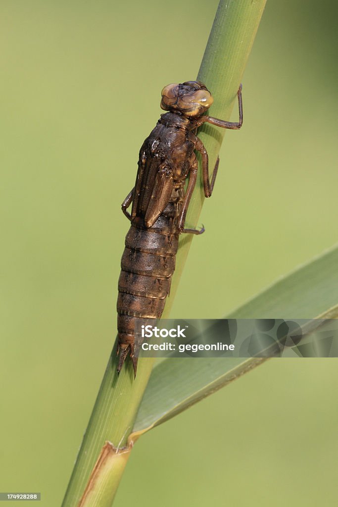 Dragonfly nymph (Libellula quadrimaculata) "Dragonfly nymph (Libellula quadrimaculata), ready to metamorphose into an adult." Animal Stock Photo