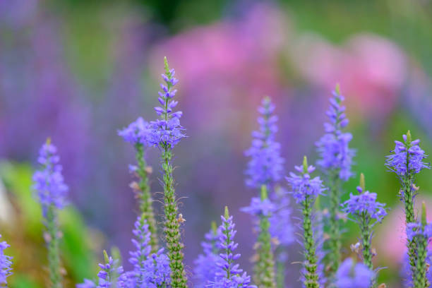 istock Veronica longifolia blauriesin or speedwells blue flowers selective focus. 1749283843