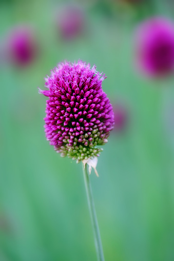 Allium sphaerocephalon or round headed garlic in flower closeup.