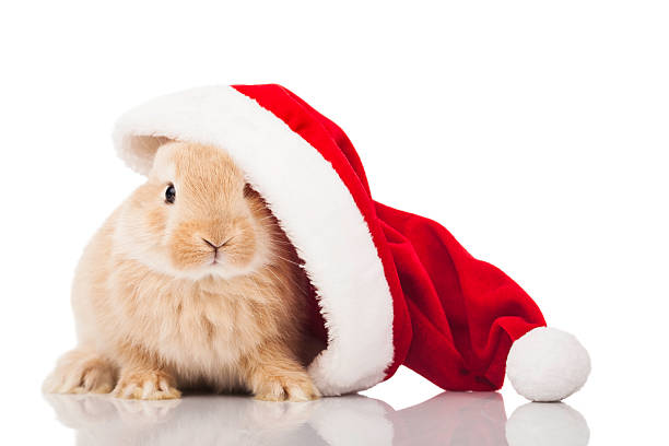 Christmas Rabbit stock photo