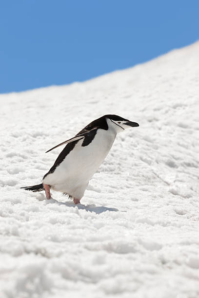 antarktis zügelpinguin gehen im schnee - penguin chinstrap penguin antarctic peninsula ice floe stock-fotos und bilder