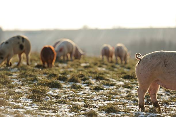 Group of free range organic pigs in snow. stock photo