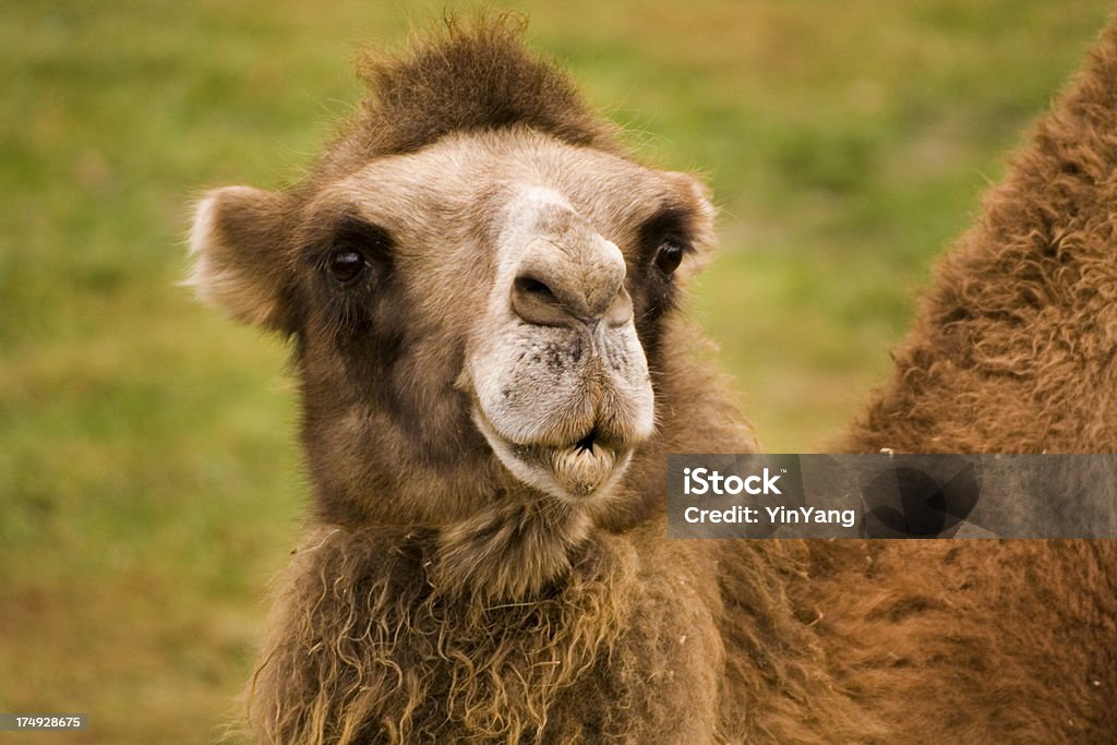 Look del Cammello della Battriana - Foto stock royalty-free di Animale