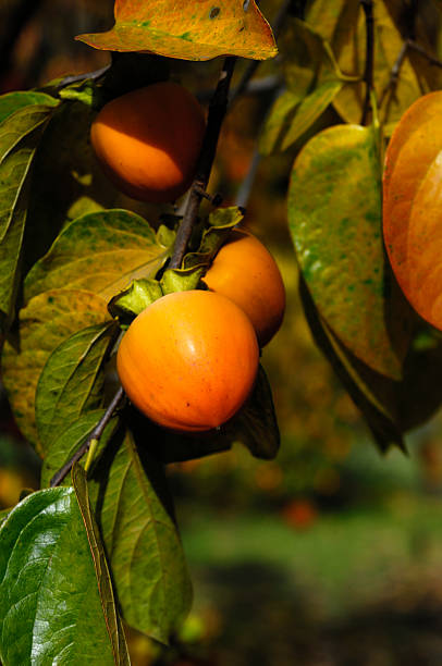 istock Close-up of Organic Persimmon Fruit On Tree Branch 174928936