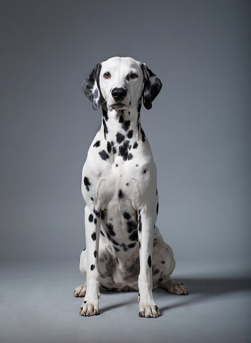 Studio Portrait of a purebred Dalmatian