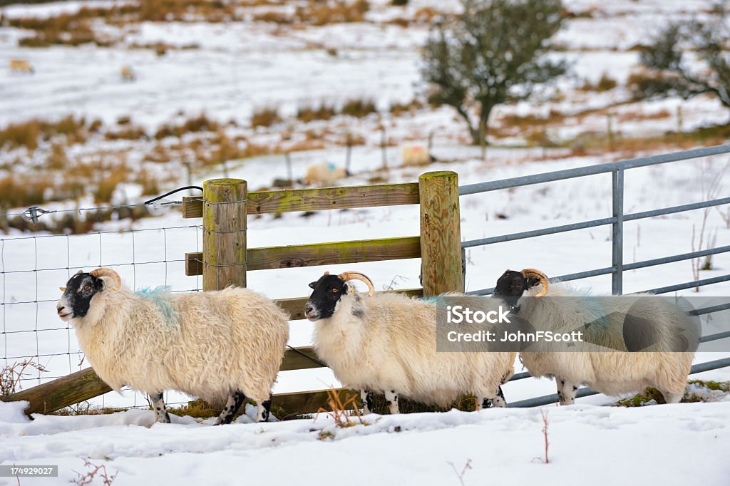 겨울맞이 시골길 스코틀랜드 풍경과 함께 시프 및 인공눈 - 로열티 프리 겨울 스톡 사진