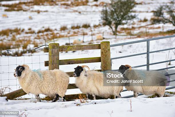 겨울맞이 시골길 스코틀랜드 풍경과 함께 시프 및 인공눈 겨울에 대한 스톡 사진 및 기타 이미지 - 겨울, 농업, 스코틀랜드