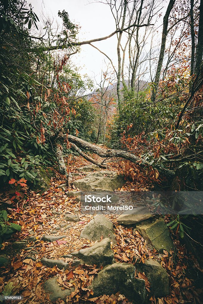 Weg im Wald, Herbst - Lizenzfrei Appalachen-Region Stock-Foto