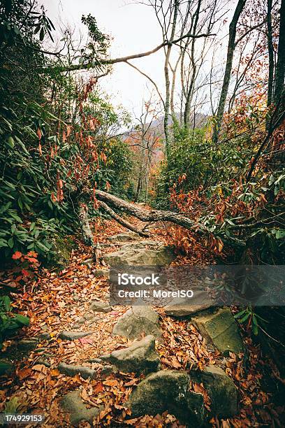 Percorso Nella Foresta Dautunno - Fotografie stock e altre immagini di Albero - Albero, Ambientazione esterna, Appalachia