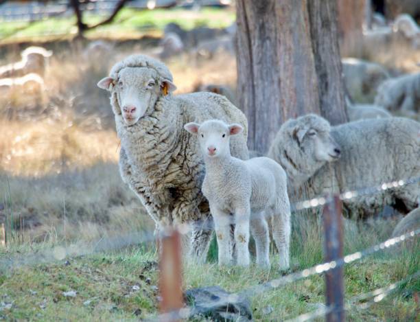 pecora femmina con agnello - lamb merino sheep sheep focus on foreground foto e immagini stock