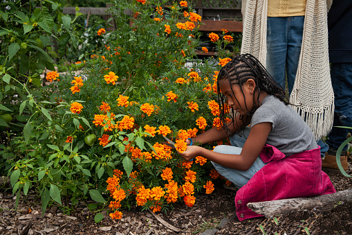 Young girl picking marigold flowers in community garden