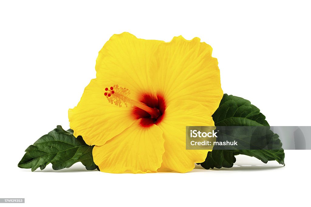 hibiscus - Lizenzfrei Blatt - Pflanzenbestandteile Stock-Foto