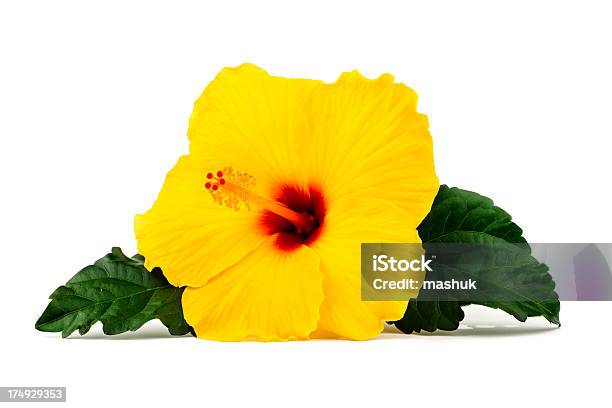 Hibiscus Stockfoto und mehr Bilder von Blatt - Pflanzenbestandteile - Blatt - Pflanzenbestandteile, Blume, Designelement