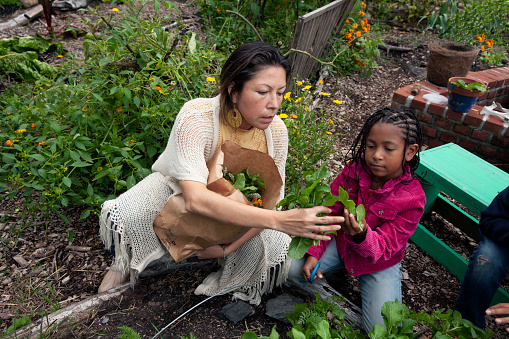 Single Mom and daughter picking arugula in community garden