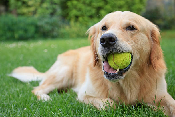 Golden retriever lying on grass with tennis ball in mouth Dog chewing ball chewing photos stock pictures, royalty-free photos & images