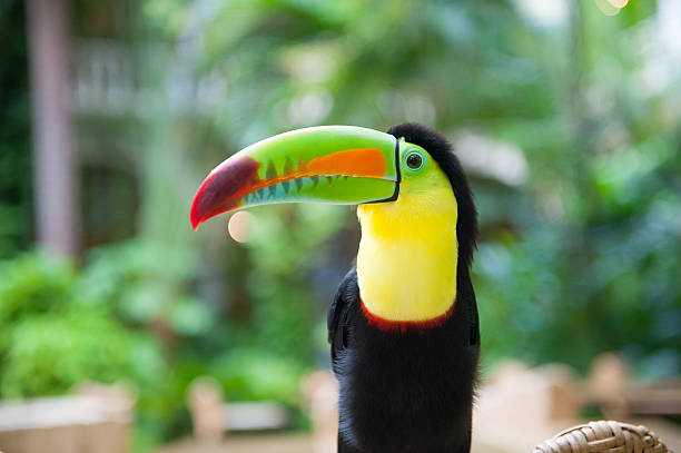 Toucan Toucan is a bird from the tropical forest in central and south America costa rican sunset stock pictures, royalty-free photos & images
