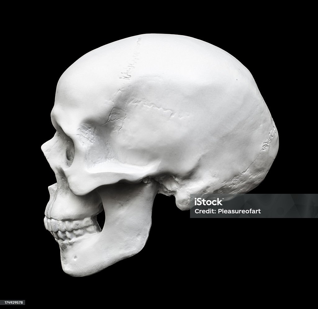 Человеческий череп Изолирован на черном фоне, вид сбоку - Стоковые фото В профиль роялти-фри