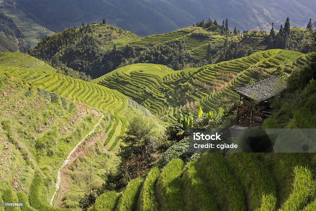 Asiática autêntica terraço do campo - Foto de stock de Agricultura royalty-free