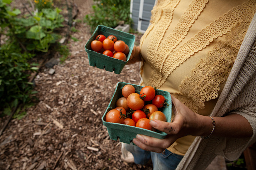 Mom holds cherry tomatoes in community garden