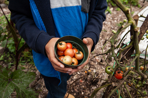 Young boy holding cherry tomatoes in community garden