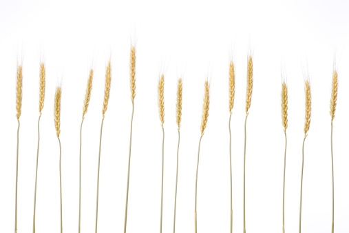 Row of golden wheat isolated on a white background.