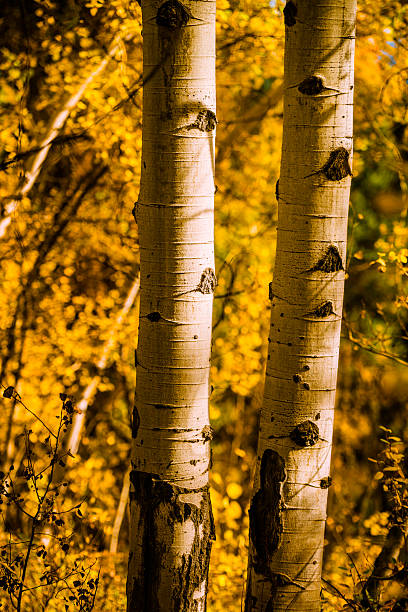 istock Aspen trees in autumn 174930139